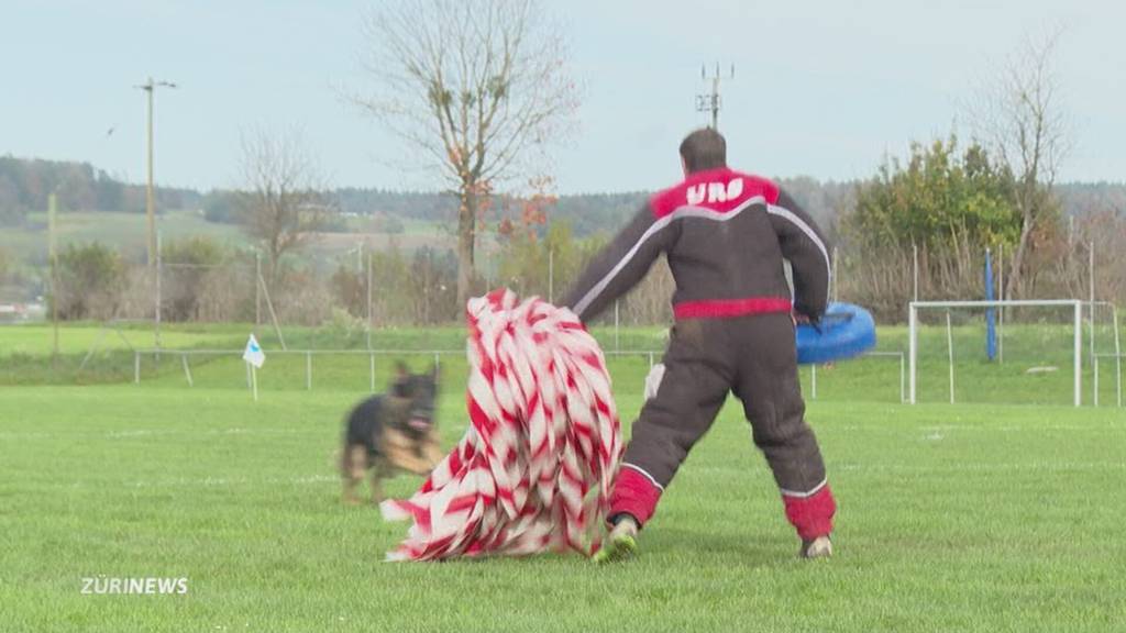 Bissige Zürcher Hunde: Ein Viertel mehr Meldungen