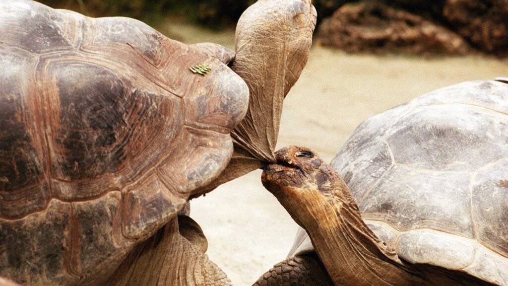 Wiederansiedlung von 150 Riesenschildkröten auf den Galapagosinseln