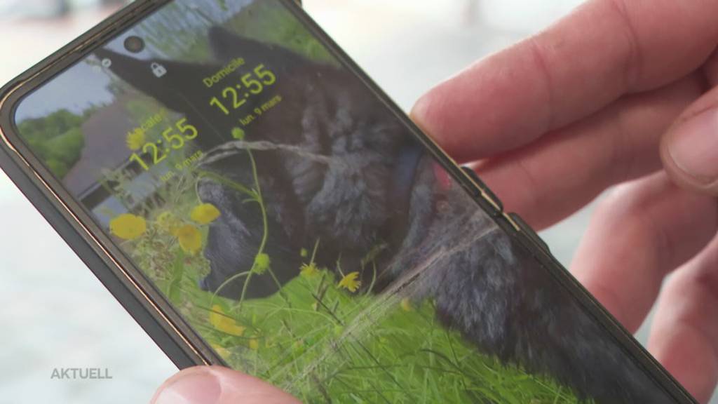 Fragwürdige Tierhaltung: Gericht verurteilt Aargauer Besitzer von Wolfshündin Aska