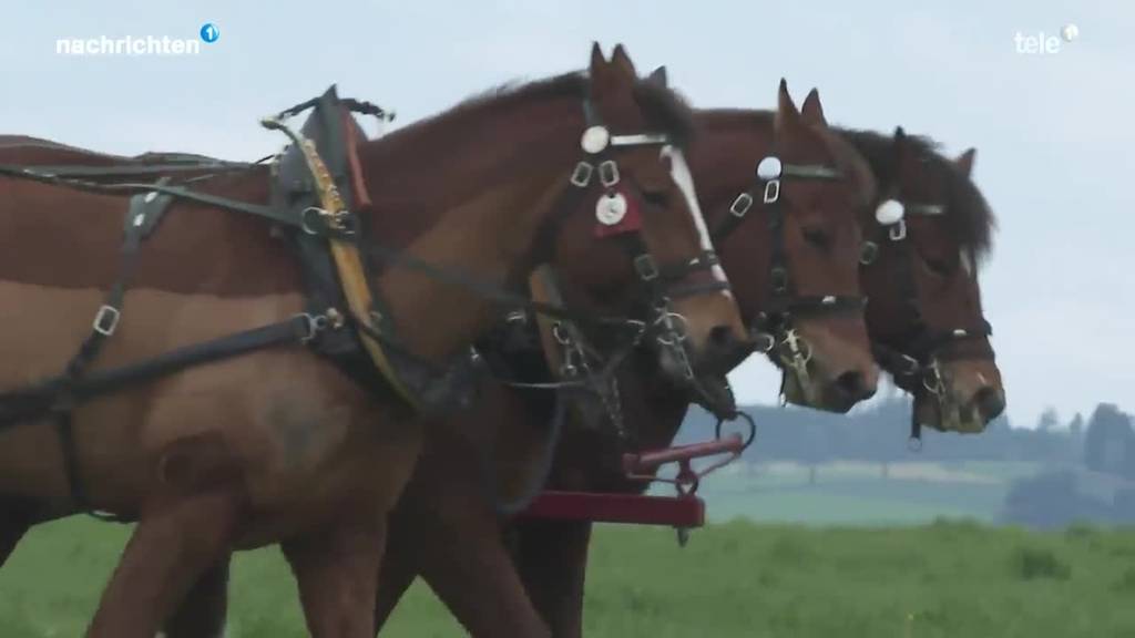 Pferd statt Traktor wieder im Trend