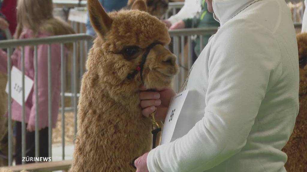 Alpaka-Show in Uster