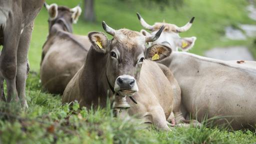 Zürcher Bauern haben Angst, ihre Kühe schlachten zu müssen