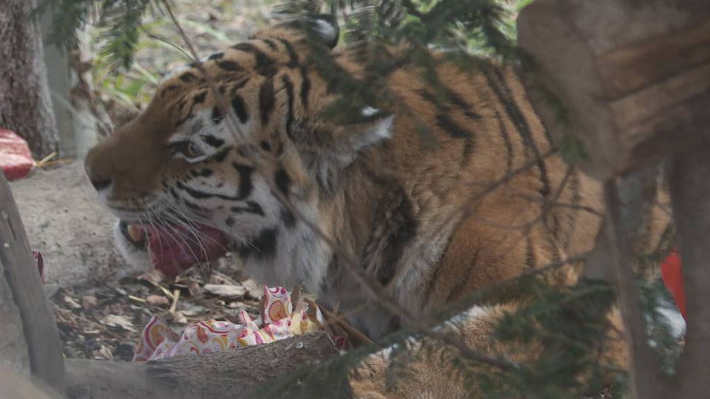 Tierische Weihnachten im Walter Zoo