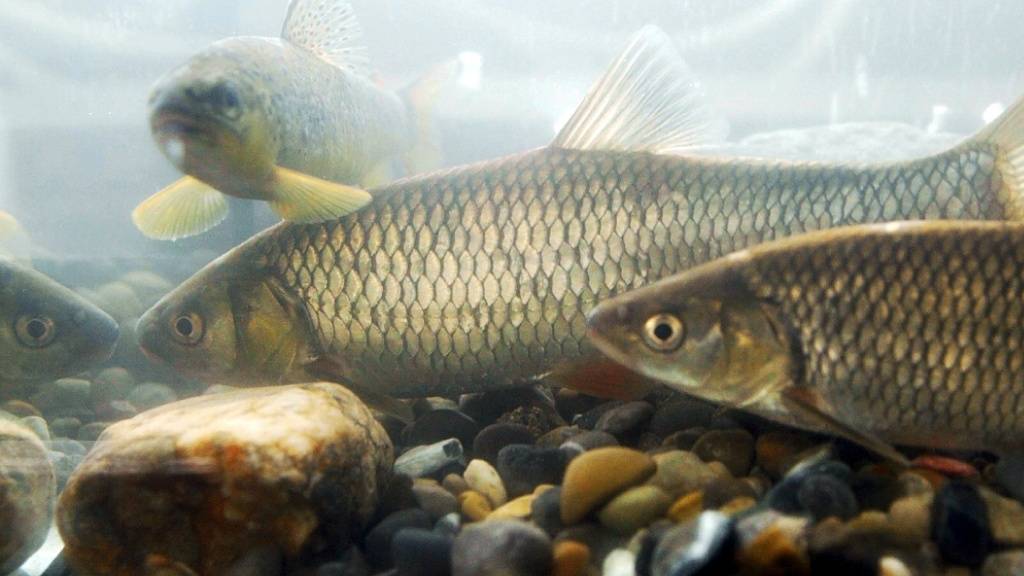 Weltweit gibt es bei den Süsswasserfischen laut einem WWF-Report ein grosses Artensterben. (Symbolbild)