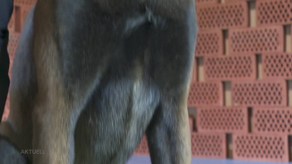 Schimmelspürhunde: Vierbeiner trainieren ihre Nase in Aarau Rohr
