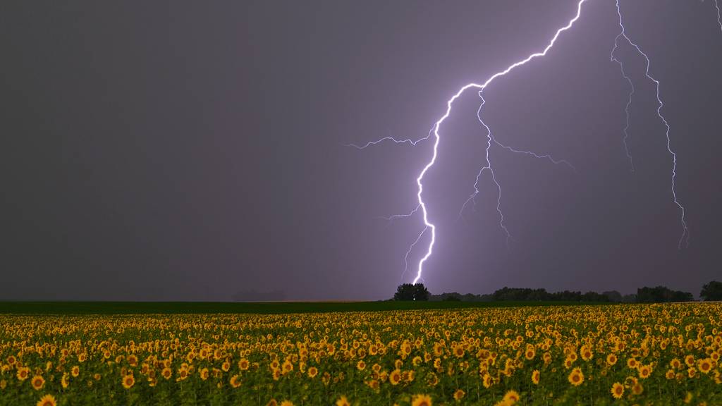 Blitz schlägt in Baum ein (Symbolbild)