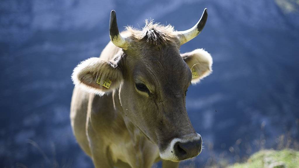 Das ist noch eine richtige Kuh, befinden die Initianten der Hornkuh-Initiative. (Archiv)