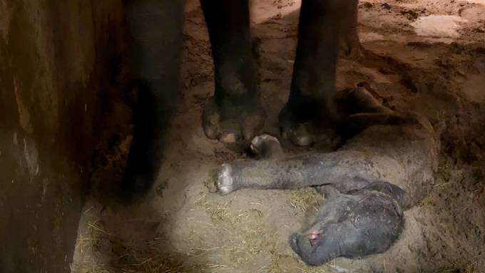 Zürcher Elefantenbaby stirbt kurz nach der Geburt