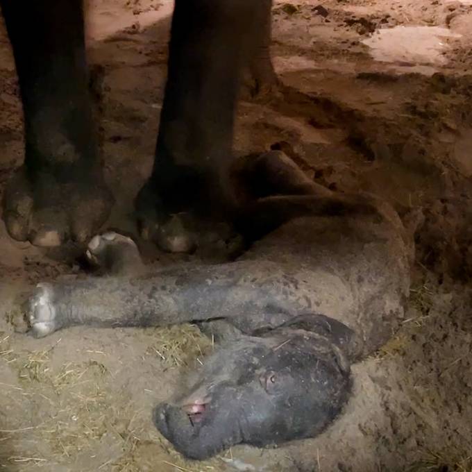 Zürcher Elefantenbaby stirbt kurz nach der Geburt