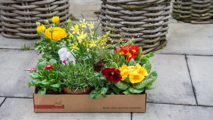 Jetzt kannst du Pflanzen nach Hause bestellen und Gärtner unterstützen