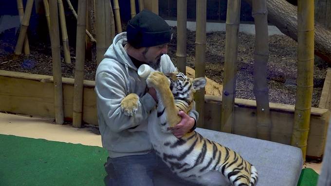 Von Mutter verstossen: Tiger-Baby «Sangha» hat ein Ersatz-Mami