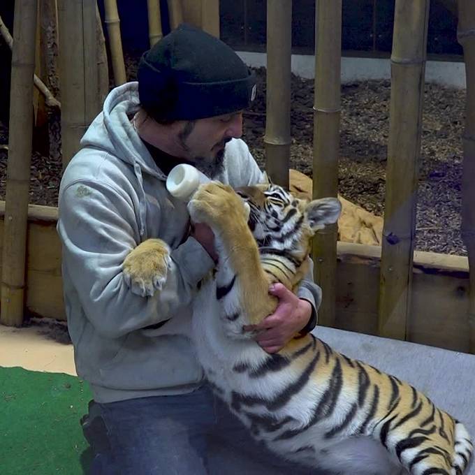 Von Mutter verstossen: Tiger-Baby «Sangha» hat ein Ersatz-Mami