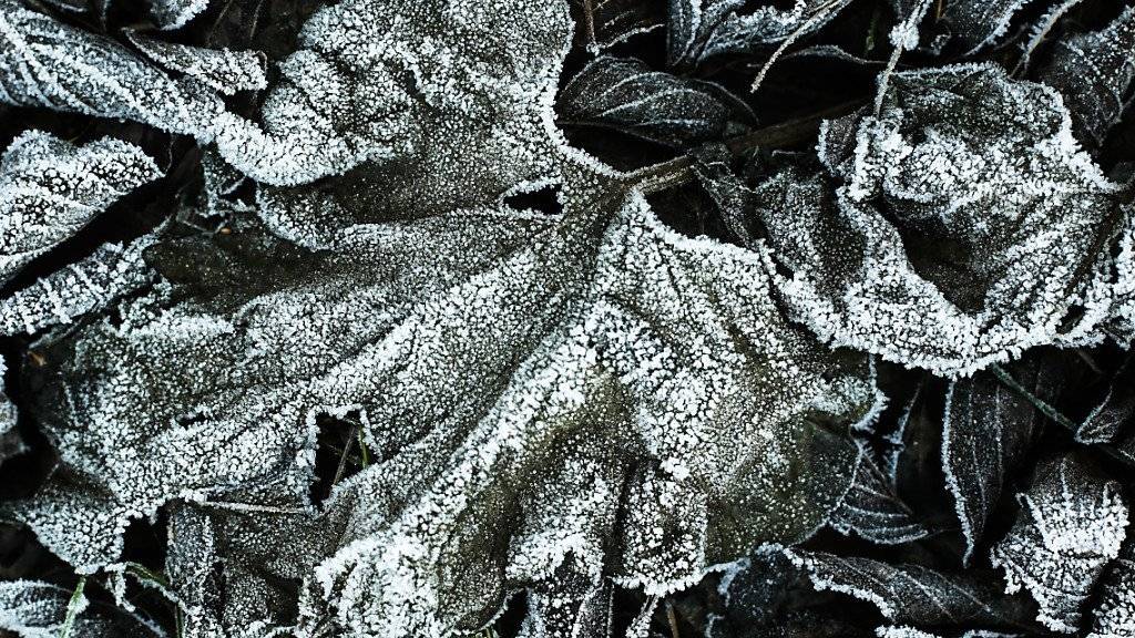 So sah es am Mittwochmorgen an etlichen Orten in der Schweiz aus: Frost auf Blättern. (Symbolbild)