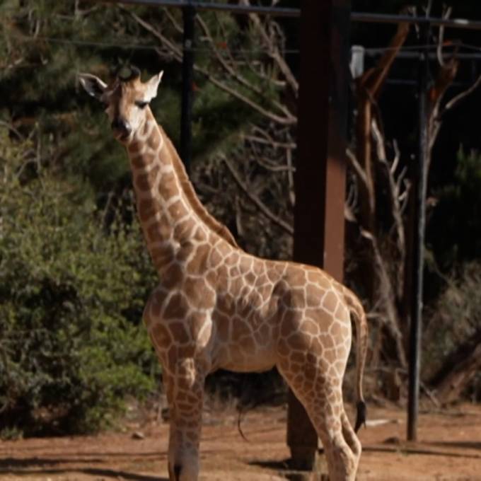 Giraffenbaby entzückt Zoo Besucher in Canberra