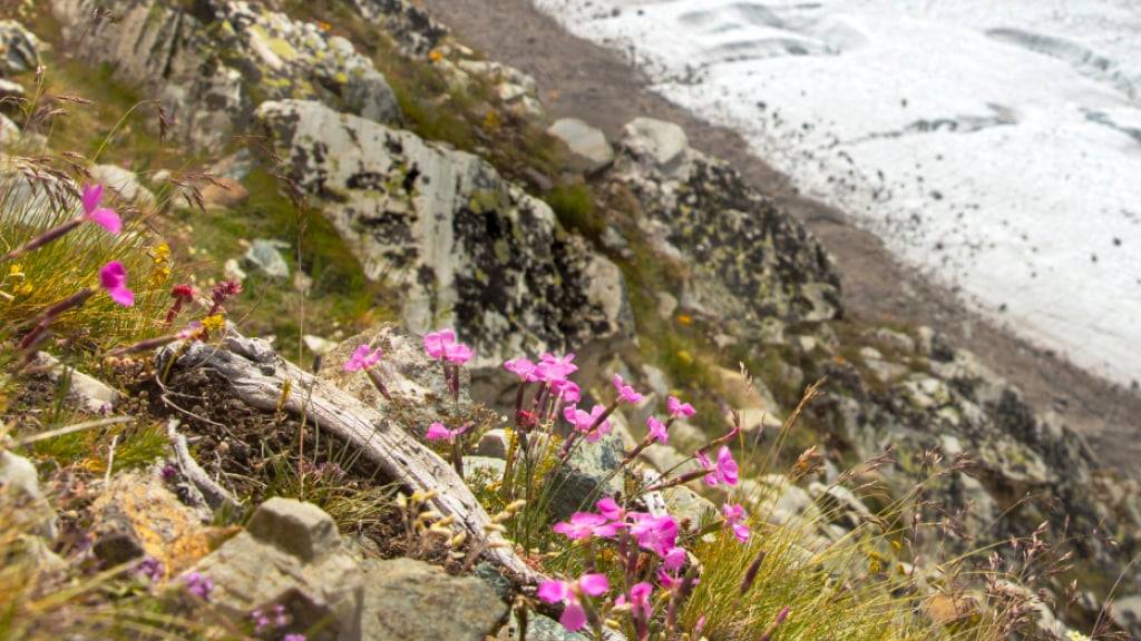 Die pinken Steinnelken konnten sich nach der Eiszeit auch in tieferen Lagen behaubten.