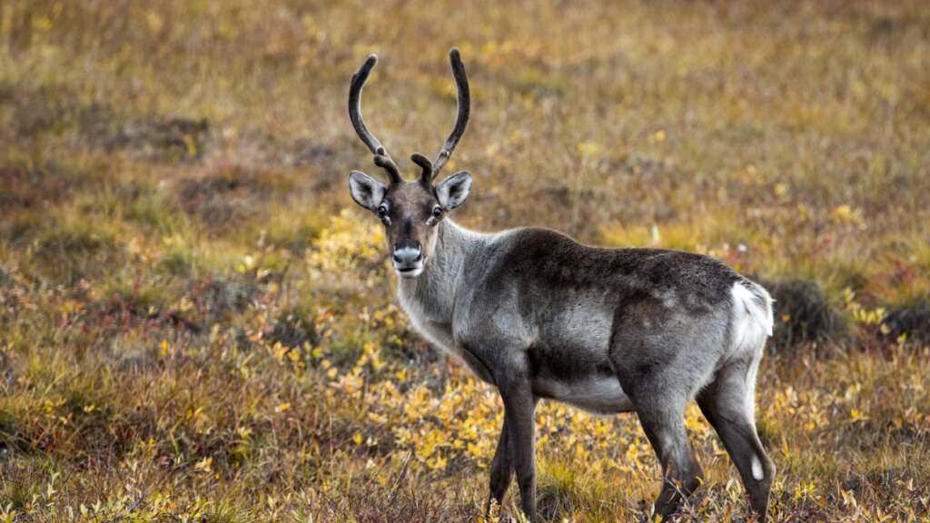 Rentier-Mysterium: Viele tote Tiere auf Spitzbergen