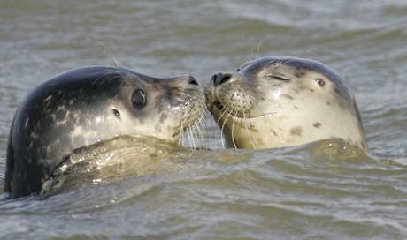 Höchste Anzahl von Seehundwelpen im Wattenmeer seit 1975 ...