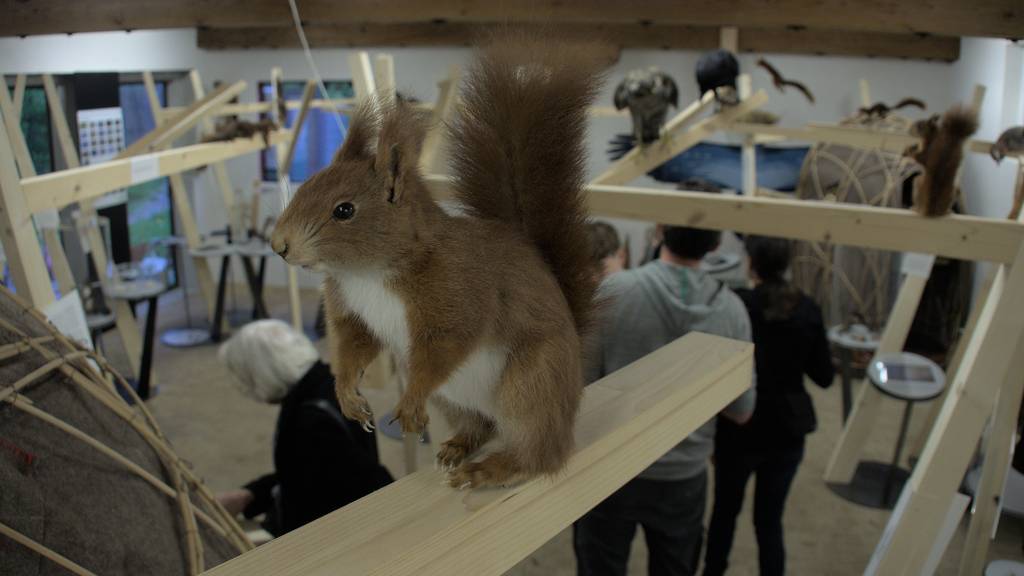 In neuer Ausstellung gibt es über 30 Eichhörnchen zu bestaunen