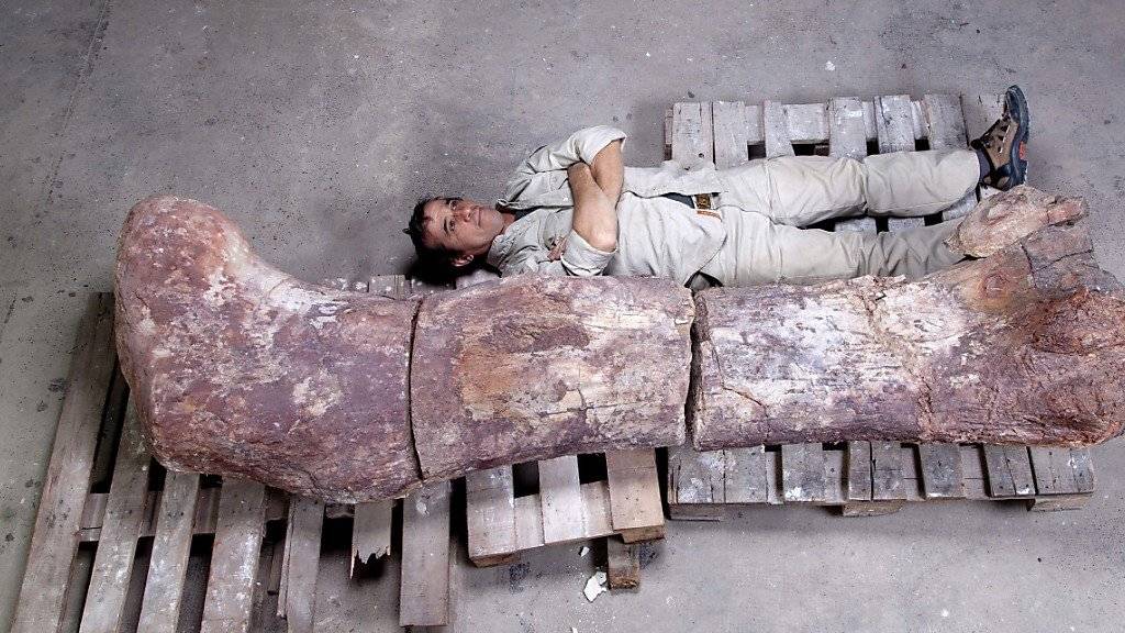 Ein Mitarbeiter des Museums Paletontológico posiert zum Grössenvergleich neben einem Oberschenkelknochen des gigantischen Sauriers. (Archivbild)