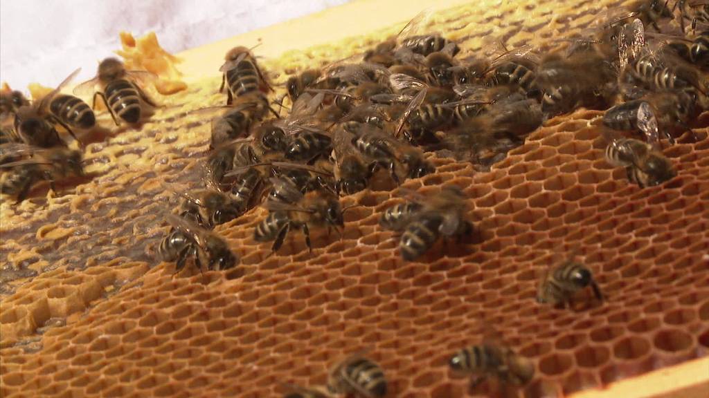 Kurznachrichten: Bienen-Raub, Blitzableiter Säntis, Zuzwil