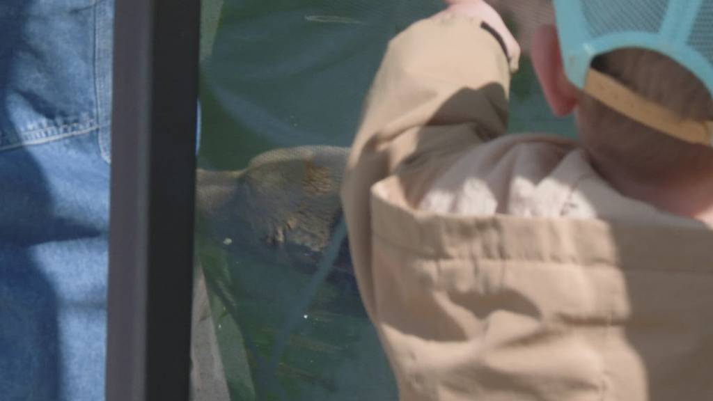 Berner Hotels unter Druck