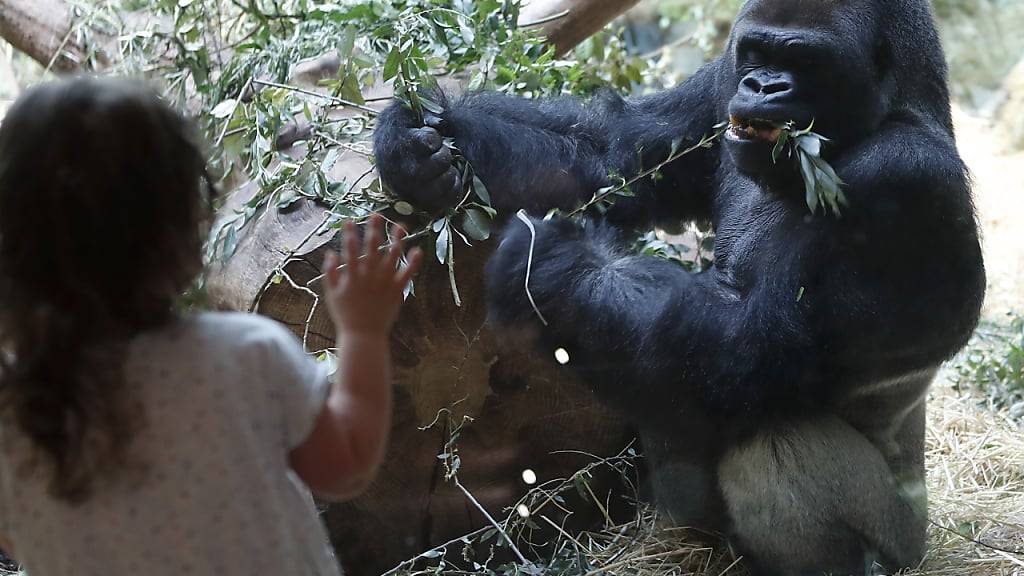 Das Gorillamännchen N'Gola aus dem Zoo Zürich ist am Montag eingeschläfert worden. (Archivbild)