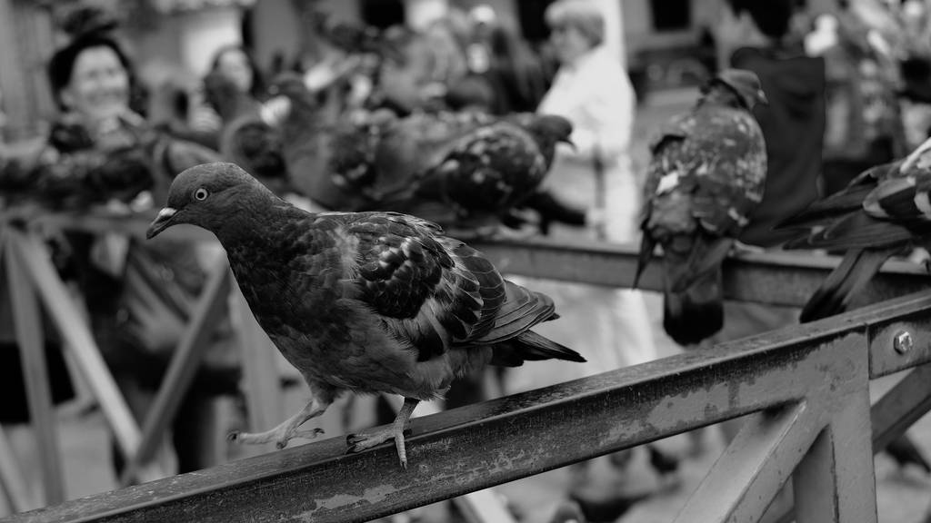 Auf dem Markusplatz in Venedig sind die Tauben Touristenattraktion und Problem zugleich