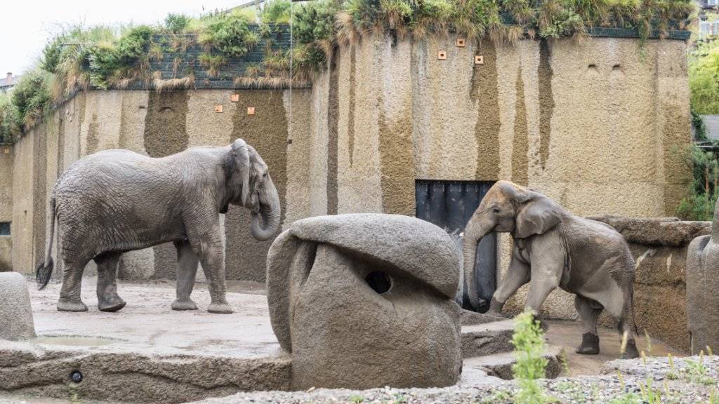 Vorsichtiges Annähern von Bulle Jack und Elefantendame Maya im Zoo Basel.