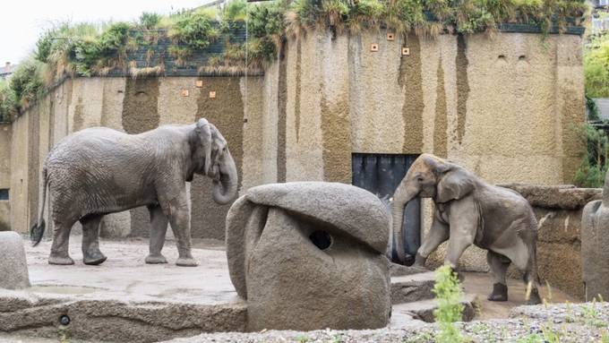 Neuer Elefantenbulle Jack hat sich gut im Basler Zoo eingelebt