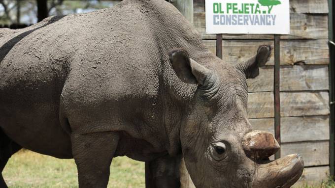 Letztes männliches Nördliches Breitmaulnashorn der Welt gestorben