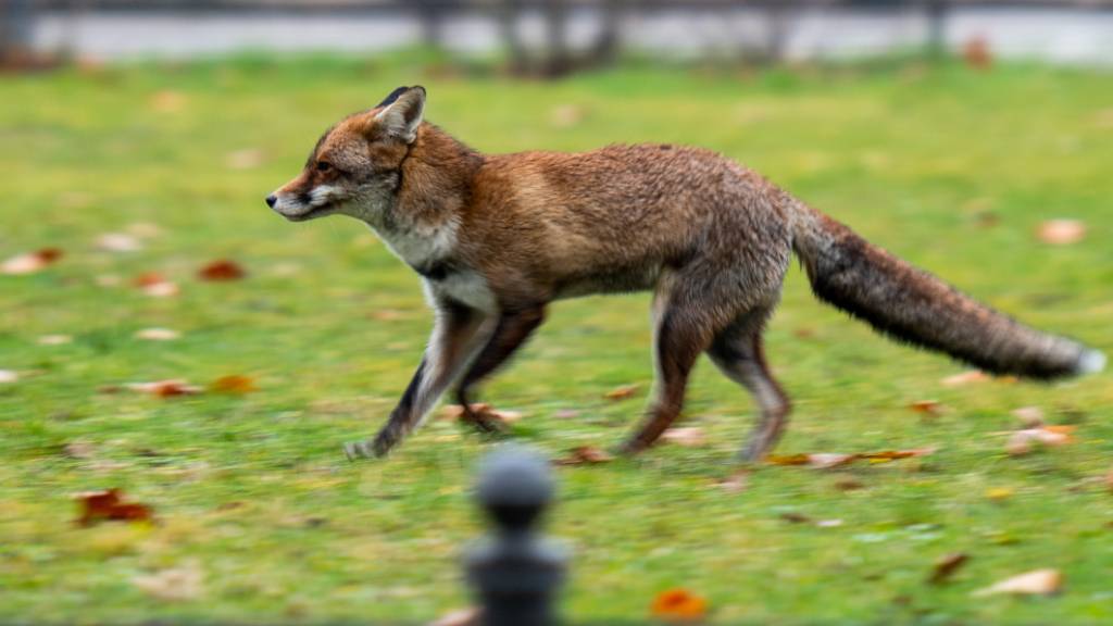 Ein Fuchs läuft auf einer kleinen Wiese in Berlin Mitte. Foto: Christophe Gateau/dpa
