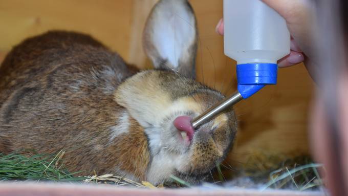 Aufgepasst bei den Kleintiertränken – Kaninchen kleben mit der Zunge fest