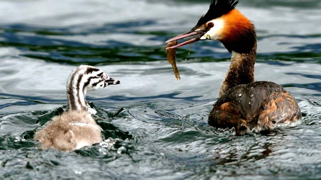 Der Gänsesäger soll zugunsten des Fischschutzes vermehrt ins Visier genommen werden. Das fordert die zuständige Ständeratskommission. Im Bild ein Altvogel mit einem Jungtier. (Archivbild)