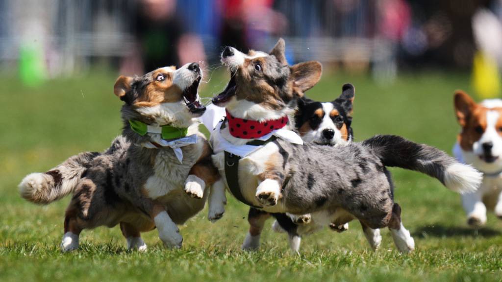Das Gehirn vieler Haustiere schrumpfte im Zuge der Domestikation. Besonders arg betroffen: der Hund. (Symbolbild)