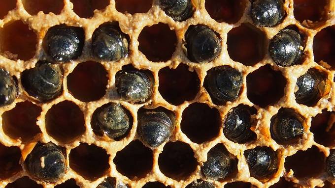 Vandalen haben einen Bienenkasten zerstört – rund 30'000 Bienen gestorben