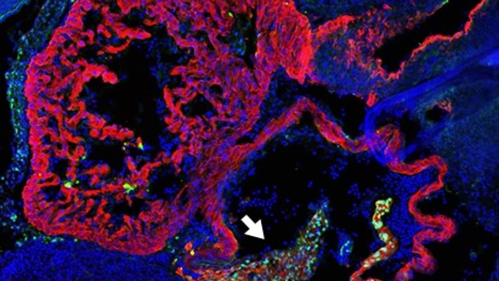 Genwüste steuert die Entwicklung von Embryo und Herz