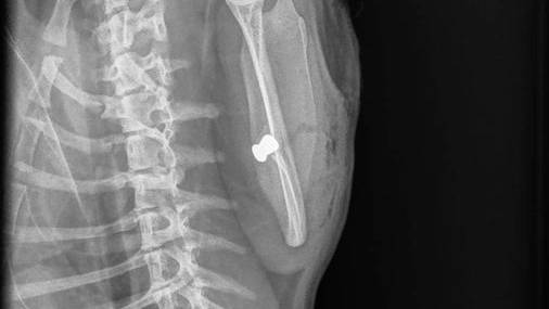 Kantonspolizei veröffentlicht Röntgenbilder von angeschossener Katze