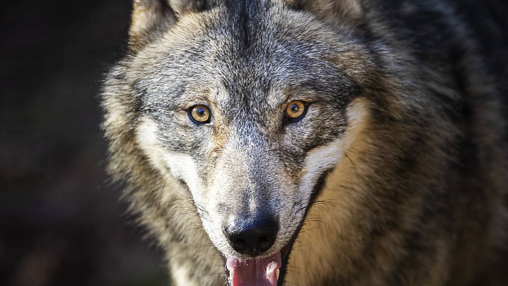 Ein Drittel der Bevölkerung ist für präventive Wolfsabschüsse