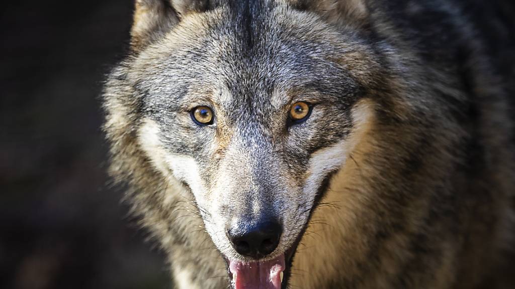 Ein Drittel der Bevölkerung ist dafür, dass es dem Wolf präventiv an den Kragen geht: Exemplar im Wildpark Bruderhaus Winterthur. (Archivbild)