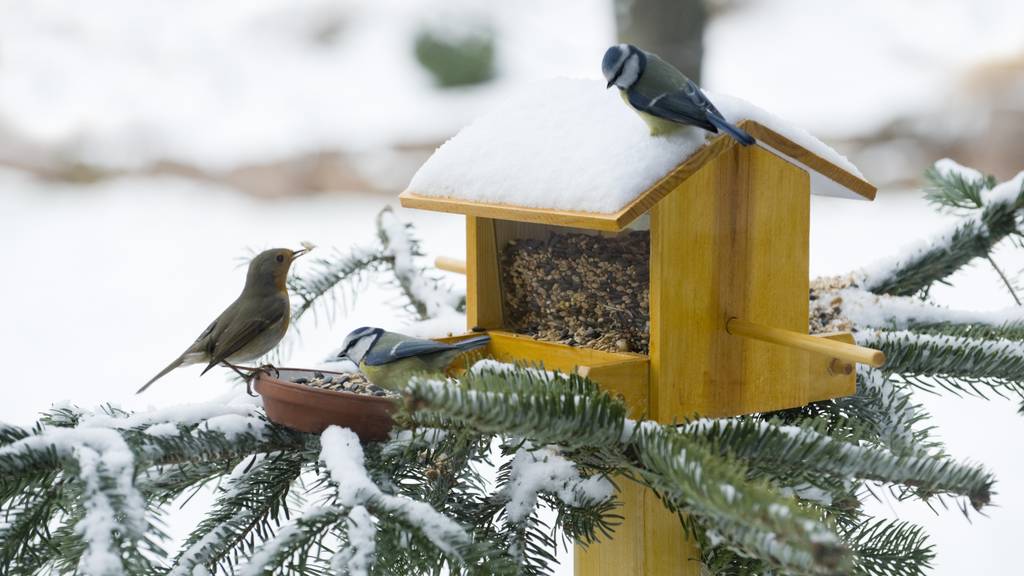  So fütterst du Vögel im Winter richtig