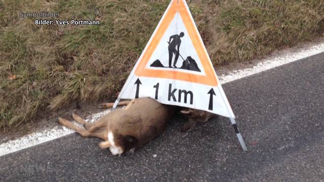 Auch Wildtiere sind von der Zeitumstellung betroffen