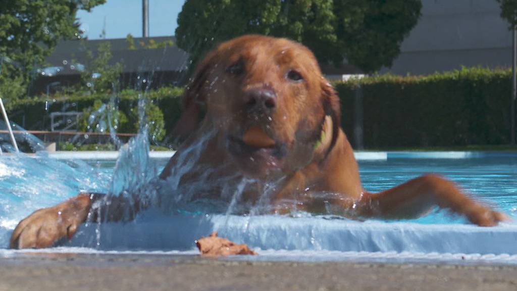 Die Badesaison für Menschen ist kurz vor Schluss – in Wittenbach sind darum die Hunde an der Reihe