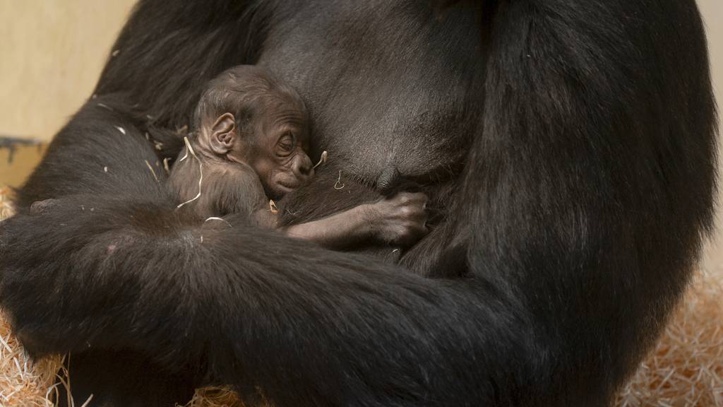 Gorillababy im Zoo Zürich geboren