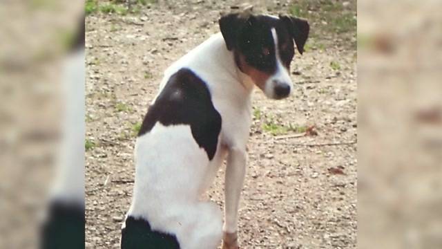 Hund mit Beil erschlagen