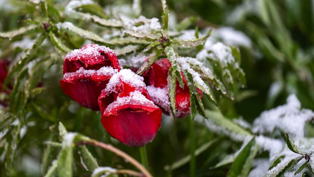 Meteorologen verzeichnen April der Temperaturstürze in der Schweiz