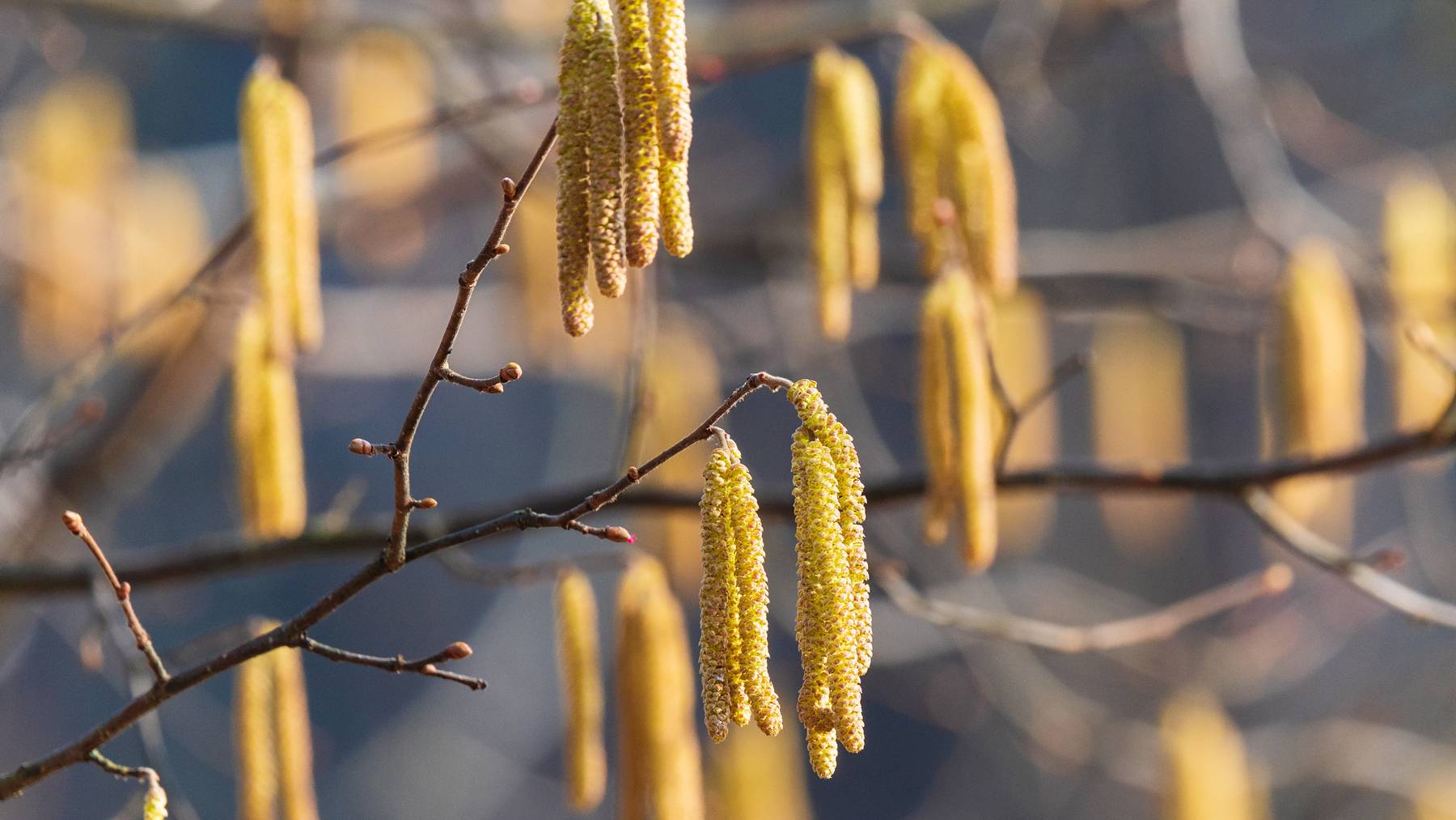 In diesem Jahr werden besonders viele Pollen erwartet.