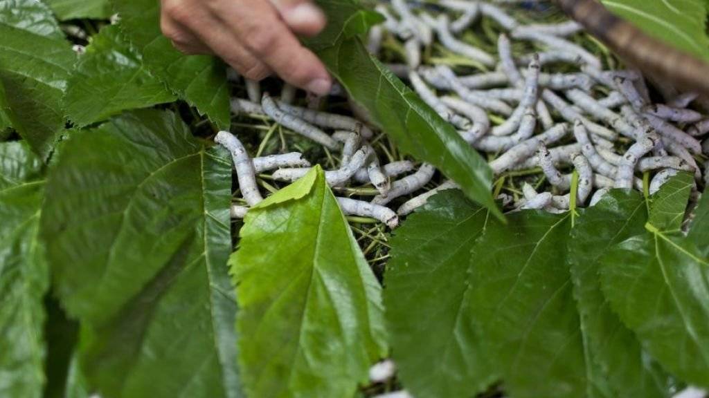 Mahlzeit: Ueli Ramseier füttert seine Seidenraupen mit Maulbeerbaum-Blättern. (Archivbild)