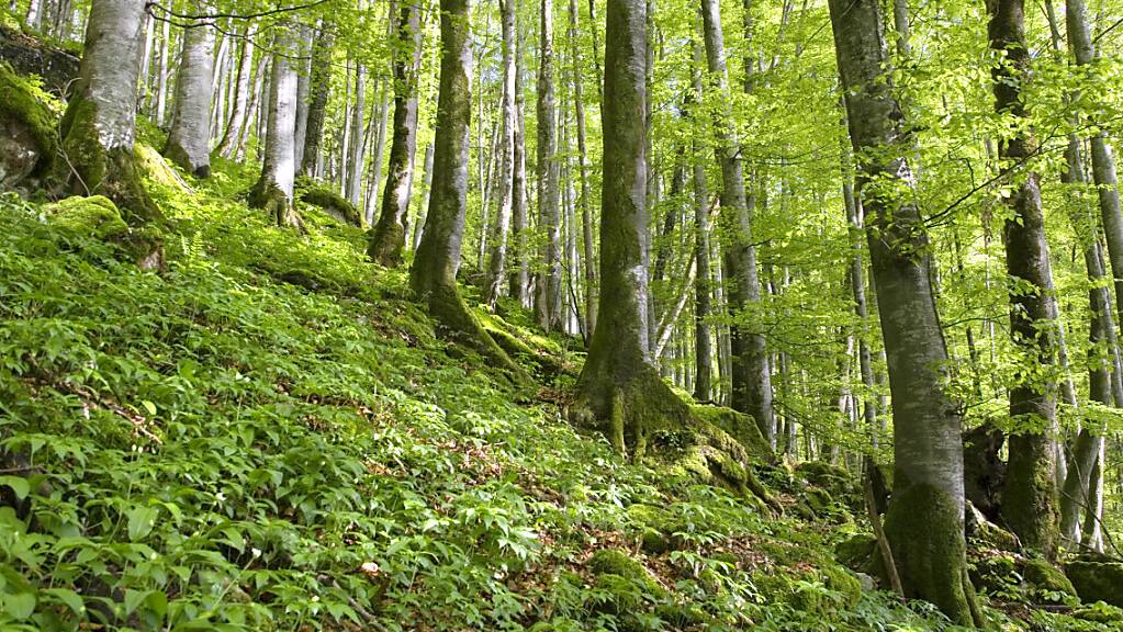 Die Versauerung der Böden und die Trockenheit setzen dem Schweizer Wald gemäss einer Untersuchung zu. (Symbolbild)