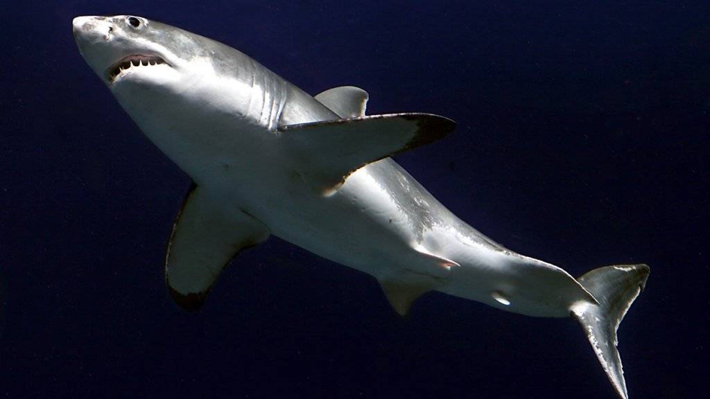 Der Weisse Hai auf dem Bild kann keinem Surfer gefährlich werden - er lebt in einem Aquarium. (Archiv)