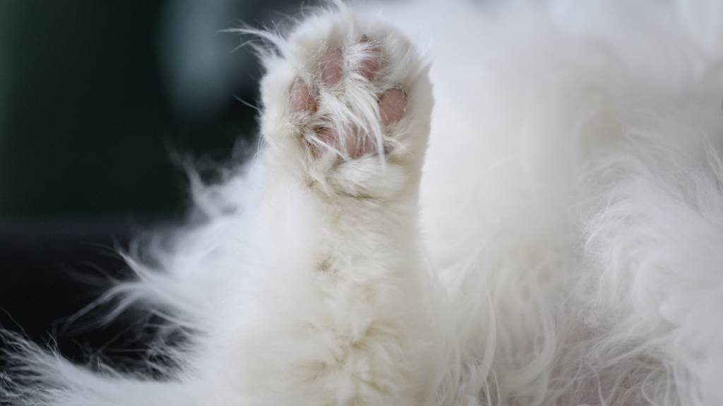 Die Katze wurde an einen Tierschutzverein übergeben. (Themenbild)